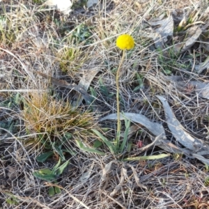 Craspedia variabilis at O'Malley, ACT - 1 Oct 2017