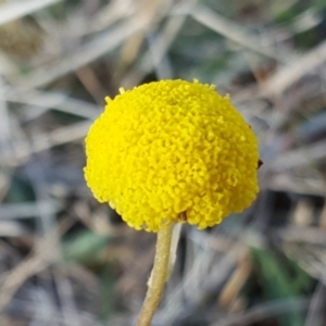 Craspedia variabilis at O'Malley, ACT - 1 Oct 2017