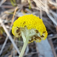 Craspedia variabilis at O'Malley, ACT - 1 Oct 2017