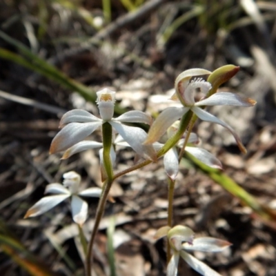 Caladenia ustulata (Brown Caps) at Aranda, ACT - 1 Oct 2017 by CathB