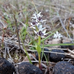 Wurmbea dioica subsp. dioica (Early Nancy) at Belconnen, ACT - 28 Sep 2017 by CathB