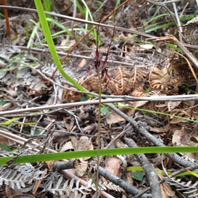 Acianthus caudatus (Mayfly Orchid) at Wonboyn, NSW - 4 Sep 2017 by HoldenSayers