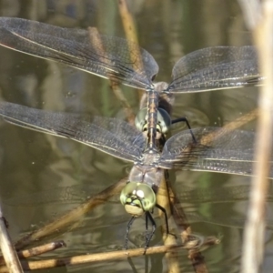 Anax papuensis at Paddys River, ACT - 1 Oct 2017 03:42 PM