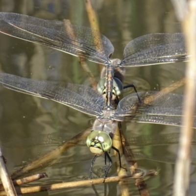 Anax papuensis (Australian Emperor) at Paddys River, ACT - 1 Oct 2017 by roymcd