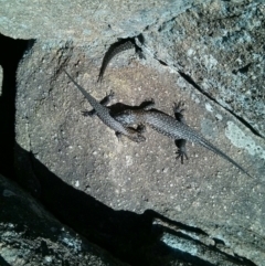 Egernia cunninghami (Cunningham's Skink) at Bullen Range - 1 Oct 2017 by WalterEgo