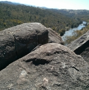 Egernia cunninghami at Kambah, ACT - 1 Oct 2017