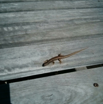 Eulamprus heatwolei (Yellow-bellied Water Skink) at Stromlo, ACT - 1 Oct 2017 by WalterEgo