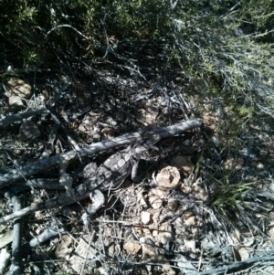 Amphibolurus muricatus at Stromlo, ACT - 1 Oct 2017