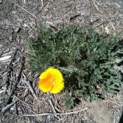 Eschscholzia californica (California Poppy) at Stromlo, ACT - 1 Oct 2017 by WalterEgo