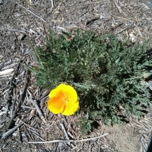 Eschscholzia californica at Stromlo, ACT - 1 Oct 2017 11:07 AM