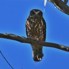 Ninox boobook (Southern Boobook) at Googong, NSW - 3 Oct 2014 by Wandiyali