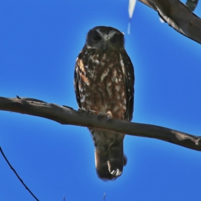 Ninox boobook (Southern Boobook) at Googong, NSW - 3 Oct 2014 by Wandiyali