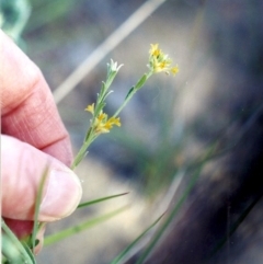 Pimelea curviflora (Curved Rice-flower) at Paddys River, ACT - 27 Nov 2004 by MichaelBedingfield