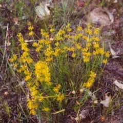 Pimelea curviflora (Curved Rice-flower) at Conder, ACT - 16 Dec 2000 by michaelb