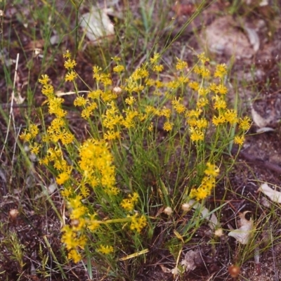 Pimelea curviflora (Curved Rice-flower) at Conder, ACT - 16 Dec 2000 by michaelb