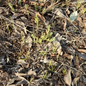 Diuris chryseopsis at Belconnen, ACT - suppressed