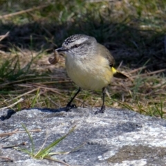 Acanthiza chrysorrhoa (Yellow-rumped Thornbill) at Googong, NSW - 2 Oct 2017 by Wandiyali