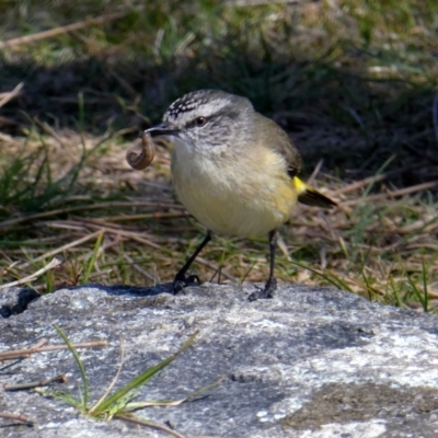 Acanthiza chrysorrhoa (Yellow-rumped Thornbill) at Googong, NSW - 2 Oct 2017 by Wandiyali