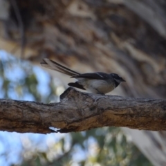 Rhipidura albiscapa (Grey Fantail) at Mount Majura - 1 Oct 2017 by RobertD