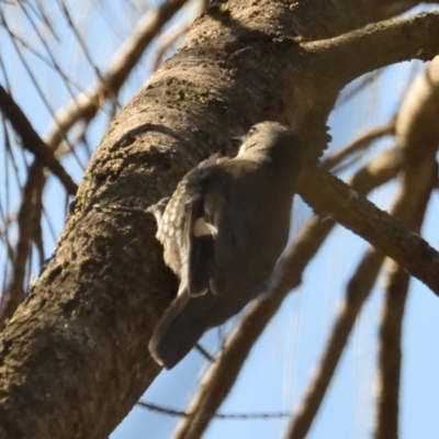 Cormobates leucophaea (White-throated Treecreeper) at Hackett, ACT - 2 Oct 2017 by RobertD