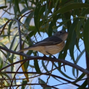 Pachycephala rufiventris at Majura, ACT - 2 Oct 2017 11:26 AM