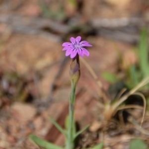 Petrorhagia nanteuilii at Majura, ACT - 2 Oct 2017