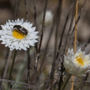 Leucochrysum albicans subsp. tricolor at Watson, ACT - 2 Oct 2017