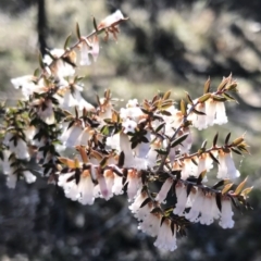 Leucopogon fletcheri subsp. brevisepalus at Bungendore, NSW - 2 Oct 2017