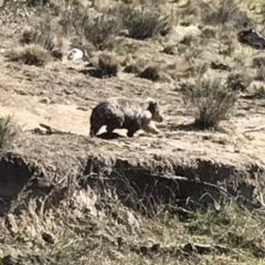 Vombatus ursinus (Bare-nosed Wombat) at Bungendore, NSW - 2 Oct 2017 by yellowboxwoodland