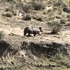 Vombatus ursinus (Common wombat, Bare-nosed Wombat) at Bungendore, NSW - 2 Oct 2017 by yellowboxwoodland