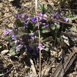 Ajuga australis at Bungendore, NSW - 2 Oct 2017 03:01 PM