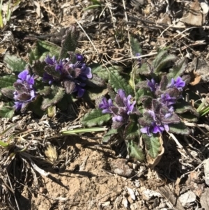 Ajuga australis at Bungendore, NSW - 2 Oct 2017 03:01 PM