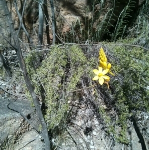 Bulbine glauca at Kambah, ACT - 1 Oct 2017 02:43 PM