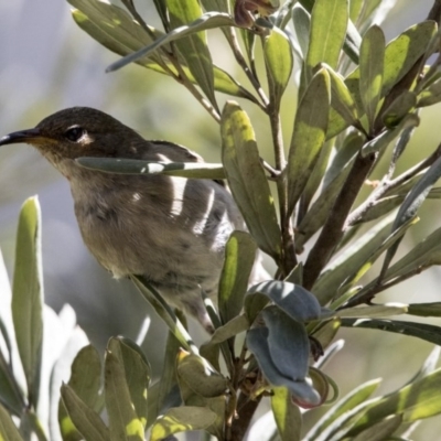 Myzomela sanguinolenta (Scarlet Honeyeater) at Acton, ACT - 2 Oct 2017 by AlisonMilton