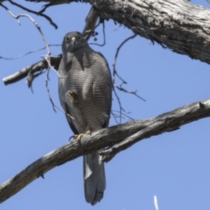 Accipiter fasciatus at Acton, ACT - 2 Oct 2017