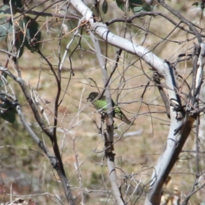 Chrysococcyx lucidus (Shining Bronze-Cuckoo) at Majura, ACT - 2 Oct 2017 by petersan