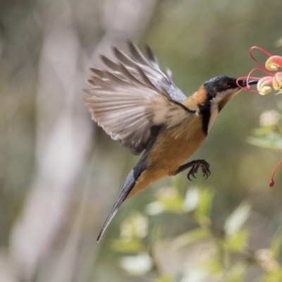 Acanthorhynchus tenuirostris (Eastern Spinebill) at Acton, ACT - 1 Oct 2017 by AlisonMilton