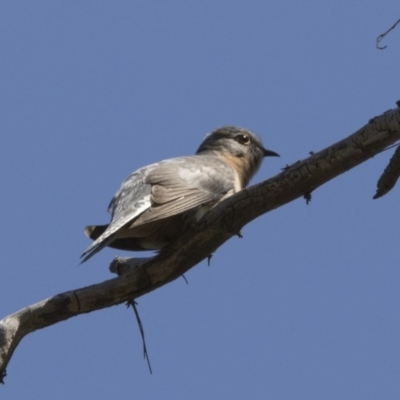 Cacomantis flabelliformis (Fan-tailed Cuckoo) at Acton, ACT - 2 Oct 2017 by AlisonMilton