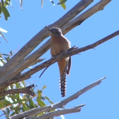 Cacomantis flabelliformis (Fan-tailed Cuckoo) at Mount Clear, ACT - 30 Sep 2017 by MatthewFrawley