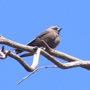 Artamus cyanopterus cyanopterus at Mount Clear, ACT - 30 Sep 2017