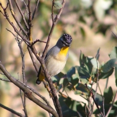 Pardalotus punctatus (Spotted Pardalote) at Mount Clear, ACT - 30 Sep 2017 by MatthewFrawley