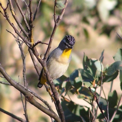 Pardalotus punctatus (Spotted Pardalote) at Mount Clear, ACT - 1 Oct 2017 by MatthewFrawley