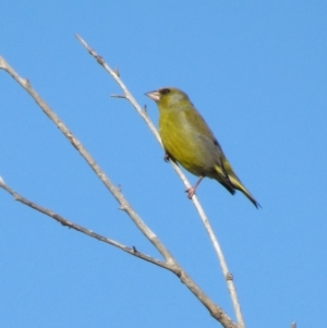 Chloris chloris at Fyshwick, ACT - 1 Oct 2017