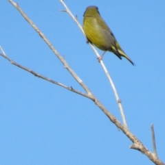 Chloris chloris at Fyshwick, ACT - 1 Oct 2017 05:03 PM