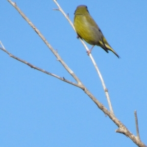 Chloris chloris at Fyshwick, ACT - 1 Oct 2017 05:03 PM