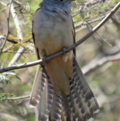 Cacomantis variolosus (Brush Cuckoo) at Googong Foreshore - 30 Sep 2017 by YellowButton