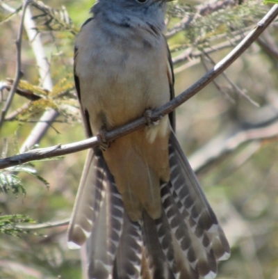 Cacomantis variolosus (Brush Cuckoo) at Yarrow, NSW - 30 Sep 2017 by YellowButton