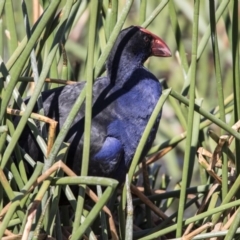 Porphyrio melanotus (Australasian Swamphen) at Kingston, ACT - 28 Sep 2017 by AlisonMilton