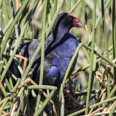 Porphyrio melanotus (Australasian Swamphen) at Lake Burley Griffin Central/East - 27 Sep 2017 by AlisonMilton