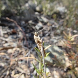 Phytotrypa propriella at Yarrow, NSW - 30 Sep 2017 10:48 AM